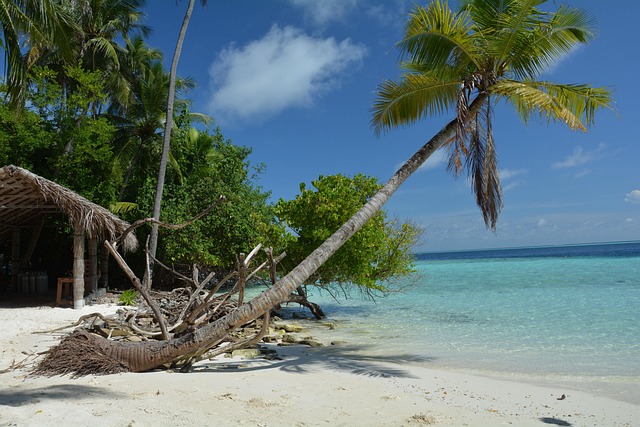 Malediven, Strand, Meer, Wasser, Palmen