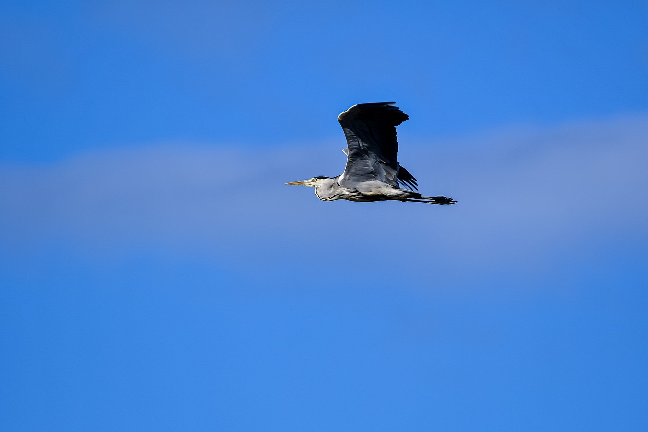 Gray Heron Bird Sky Free photo on Pixabay Pixabay