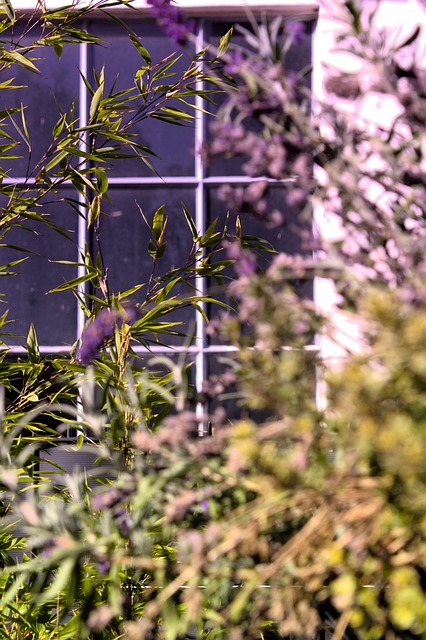 Blume, Pflanzen, Natur, Hintergrund