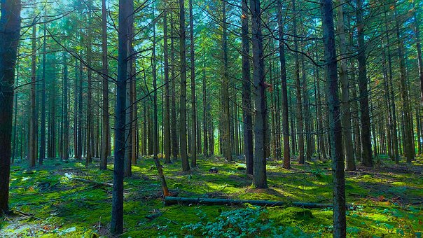 Wald, Bäume, Natur, Wood, Nature, Tree