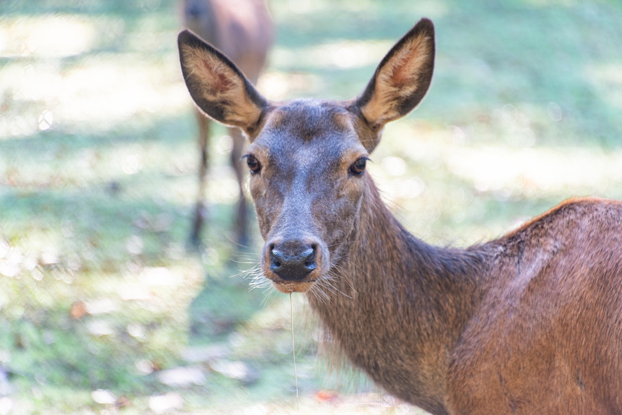 Fallow Red Red Deer Fallow Outdoors - Free photo on Pixabay