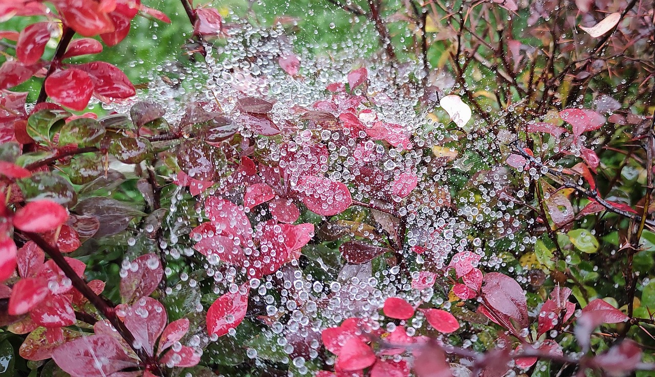 Fall Drops October Autumn Free photo on Pixabay Pixabay