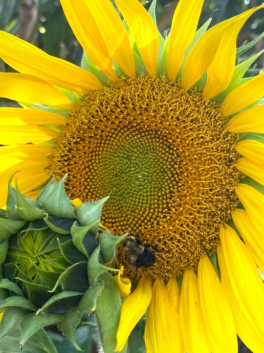 Sunflower Flower Bee - Free photo on Pixabay - Pixabay