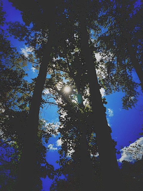 Free Big Trees Sun photo and picture
