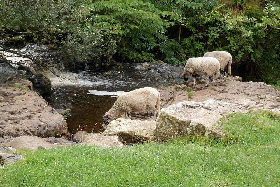 Nature Landscape Stream - Free photo on Pixabay