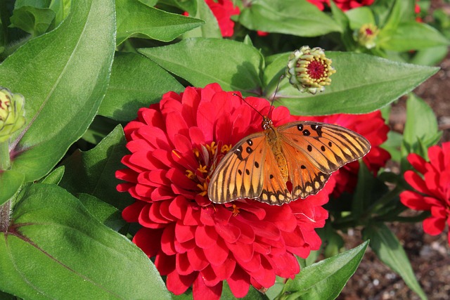 Flor, Rojo, Verde, Sale De, Pétalo