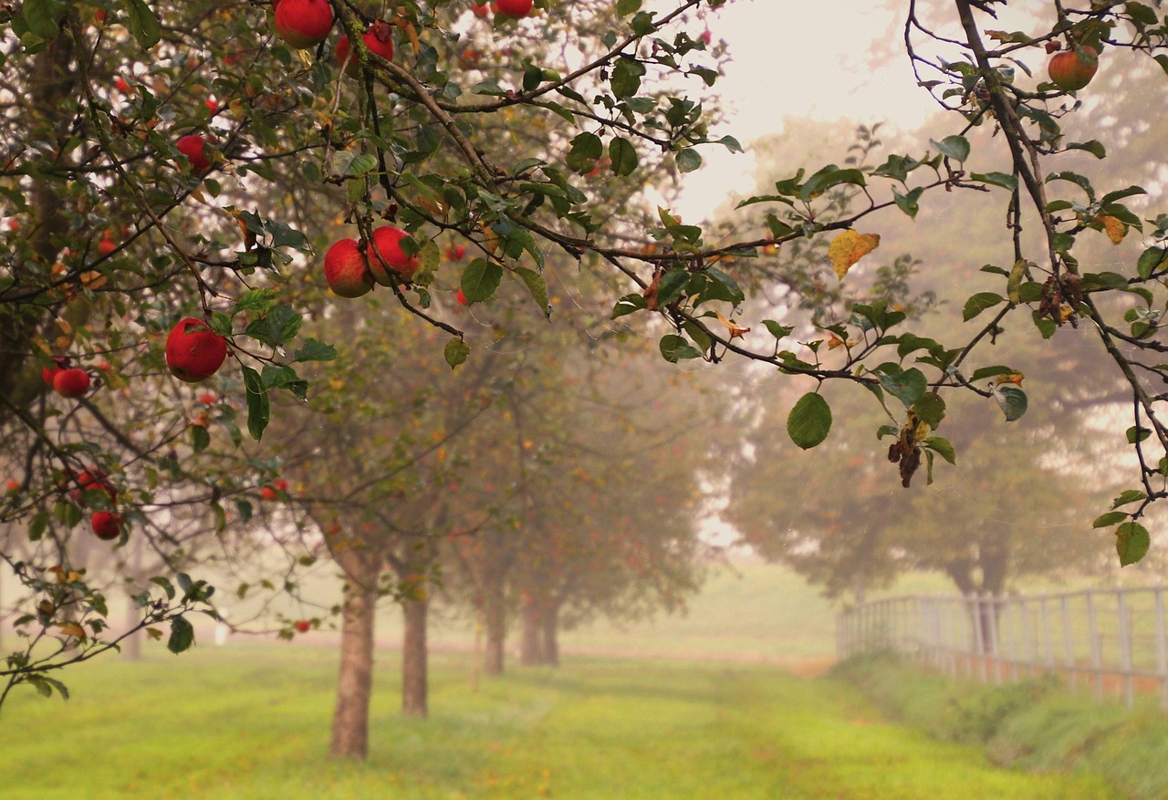 Apples Foggy Morning Fruit - Free photo on Pixabay - Pixabay