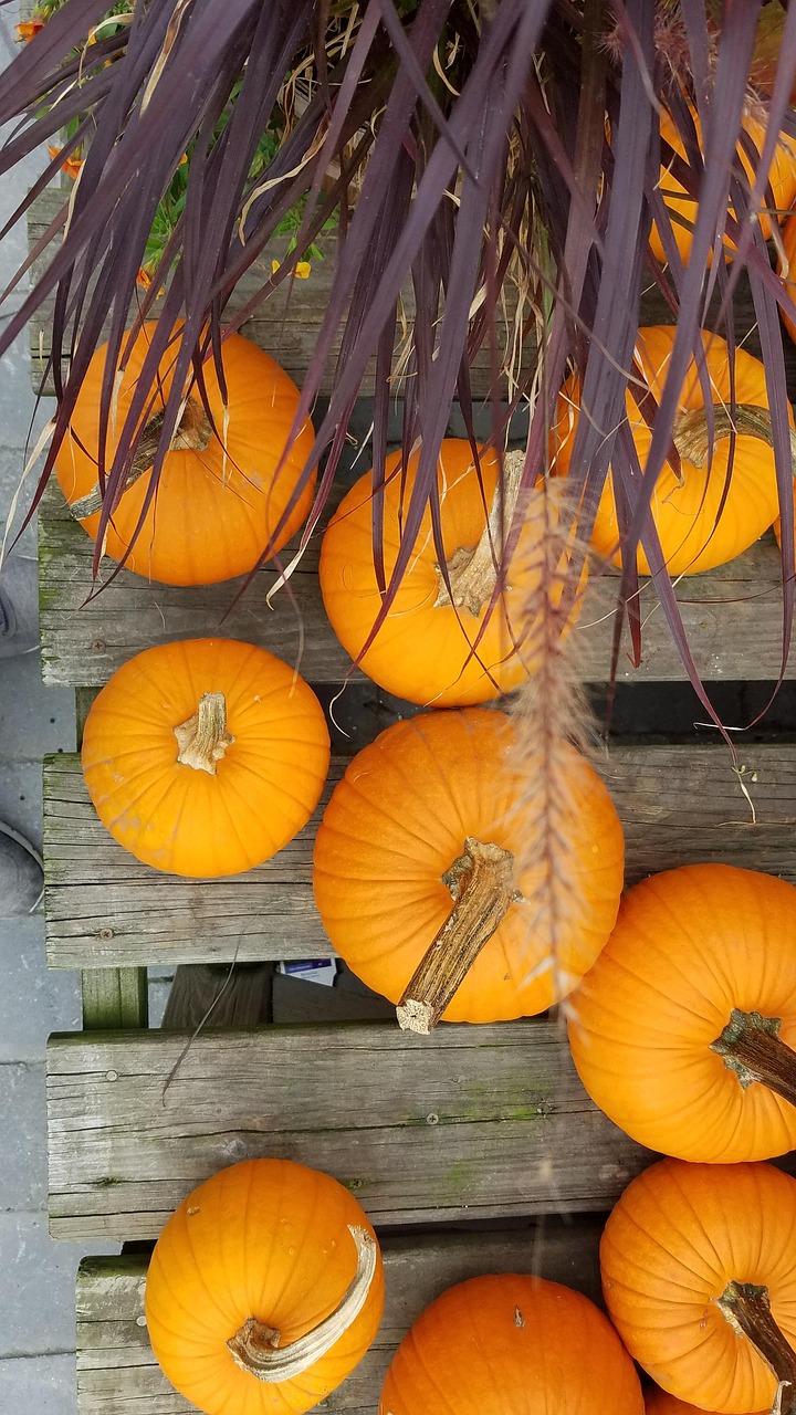 Lot De 4 Citrouilles Artificielles En Velours - Décoration D'automne, Halloween, Thanksgiving (11,43 X 6,35 Cm)