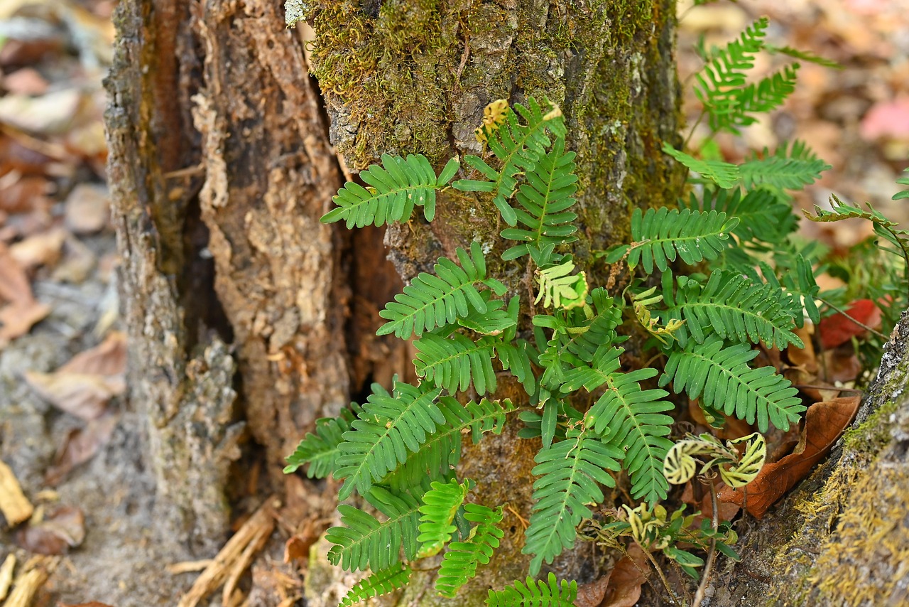 自然 绿色 植物 - Pixabay上的免费照片 - Pixabay