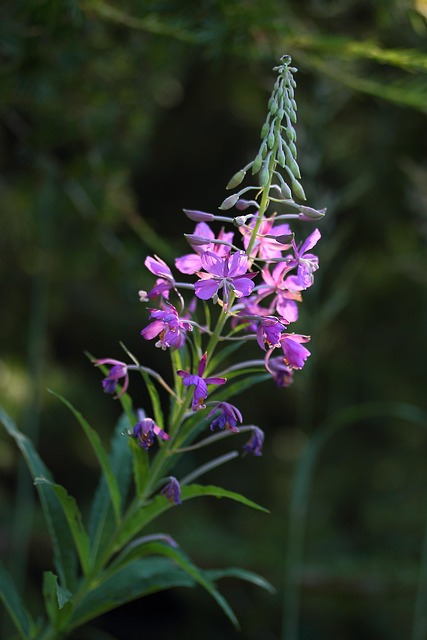 Free Epilobium Wild Plant photo and picture