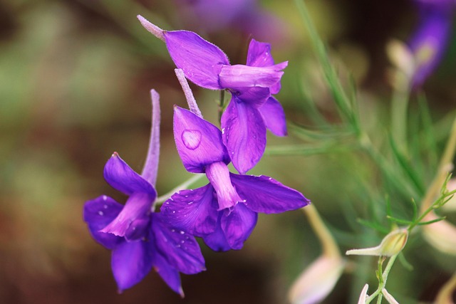 La Colombie Fleur Photo Gratuite Sur Pixabay Pixabay