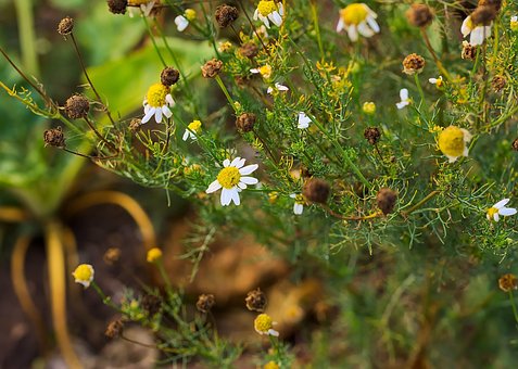 Free Chamomile Herbs photo and picture