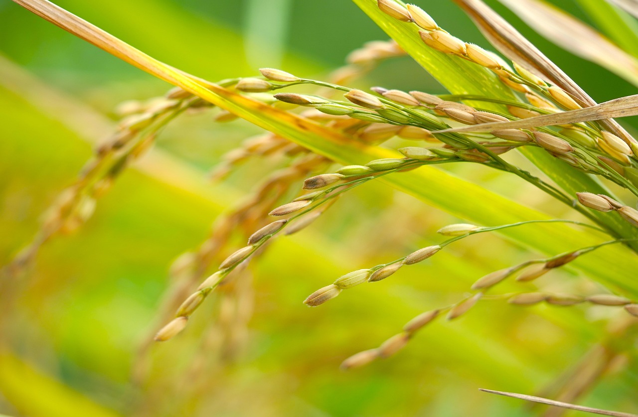 2,000+ Free Di Paddy & Paddy Images - Pixabay