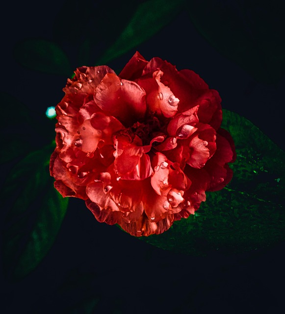 Free Red Red Flower photo and picture