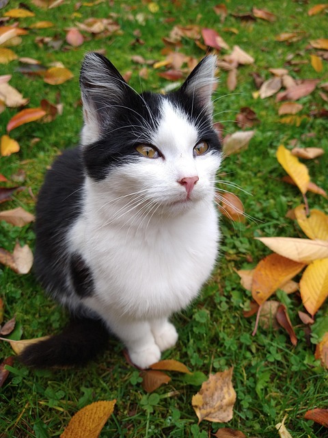 Free Feline Pet photo and picture