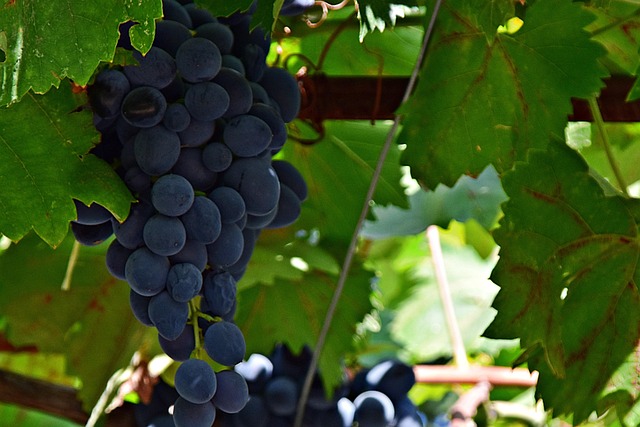Free Grapes Wine photo and picture