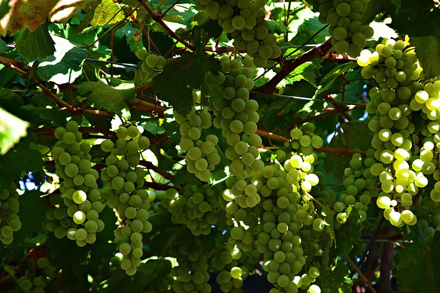 Free Grapes Fruit photo and picture