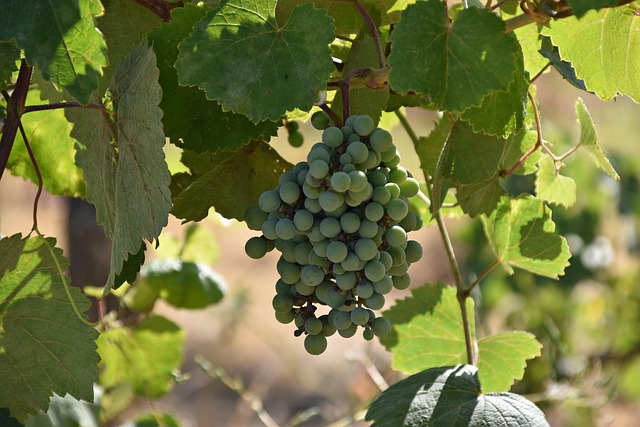 Free Wine Grapes photo and picture