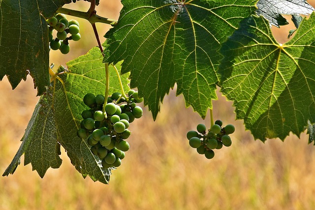 Free Grapes Vine photo and picture