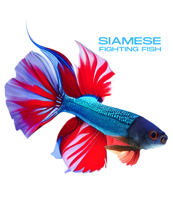 Download Siamese Fighting Fish Siamese Fighting Fish RoyaltyFree Stock