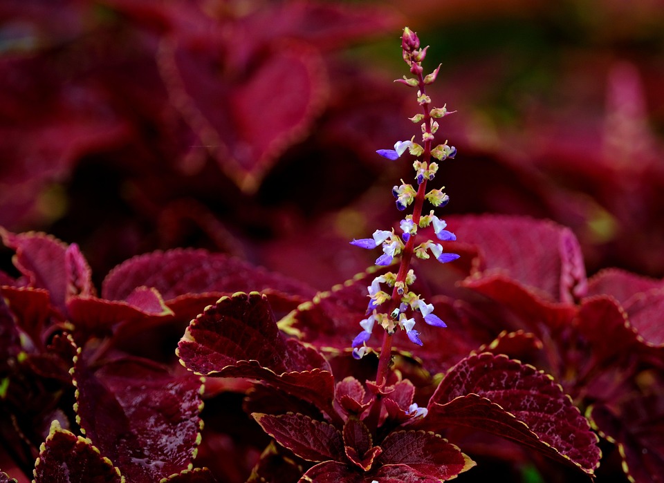 Flower Flora Coleus - Free photo on Pixabay