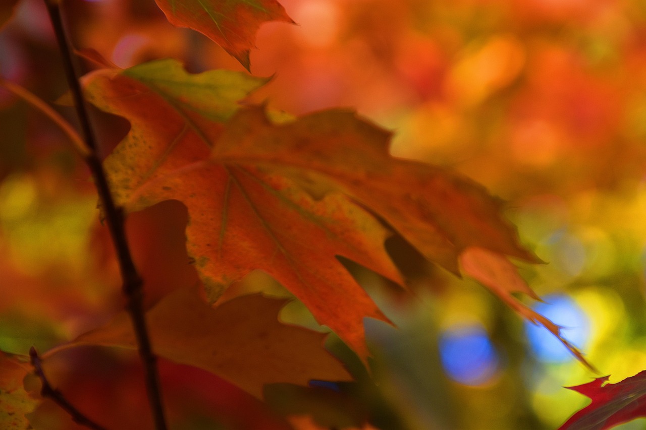 落下 秋叶 秋天的颜色 - Pixabay上的免费照片 - Pixabay