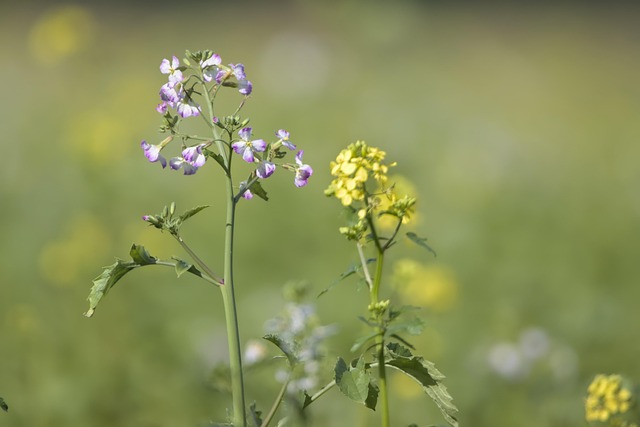 Free Flowers Blossom photo and picture