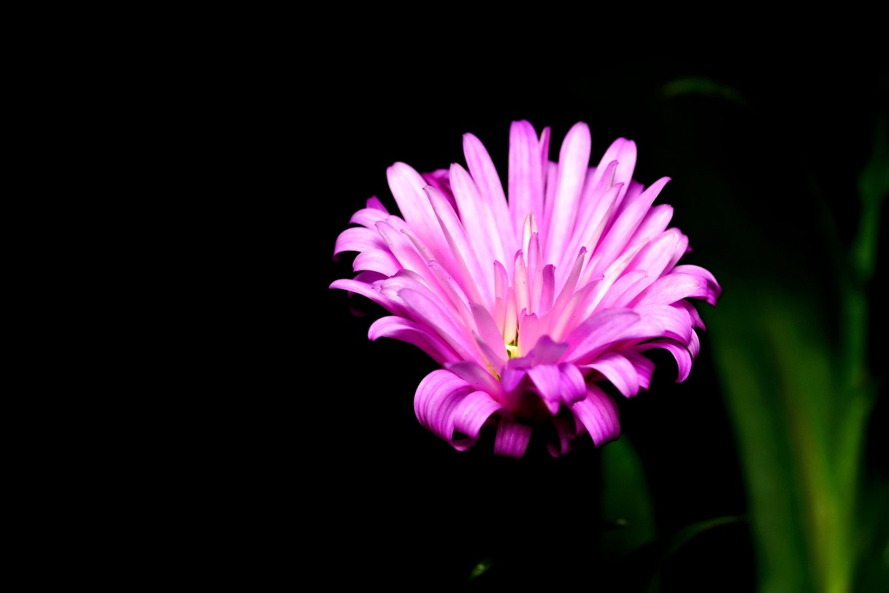 Flower Aster Flora Free Photo On Pixabay flower-aster-flora-free-photo-on-pixabay