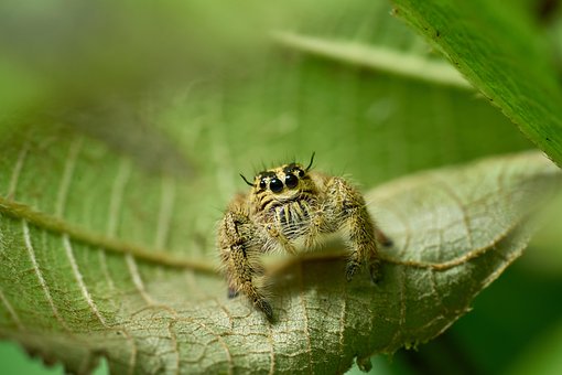 Hoppe Edderkop, Arachnid, Edderkop