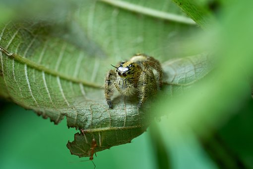 Hoppe, Edderkop, Grøn, Natur, Arachnid