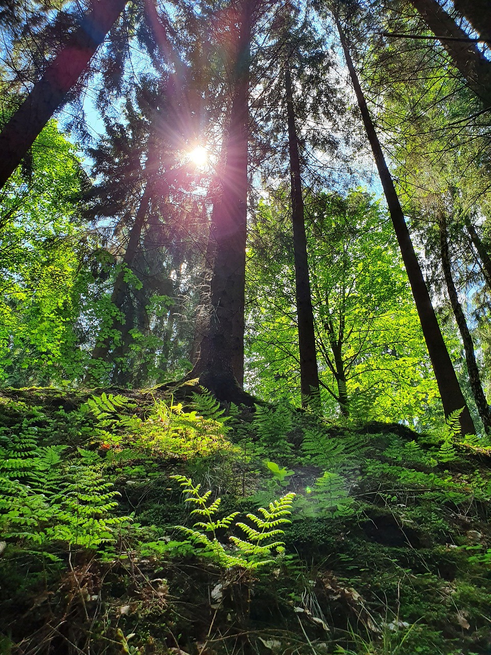 200.000 Kostenlose Sonne Wald Und Wald-Bilder – IYTG