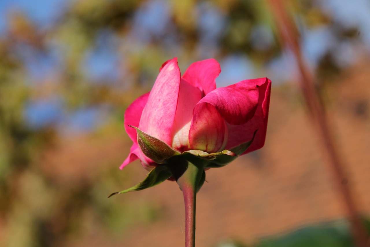 rose-p-tales-fleur-photo-gratuite-sur-pixabay-pixabay