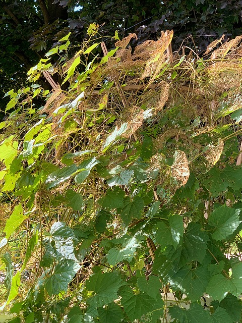 Free Leaves Leaf Skeleton photo and picture