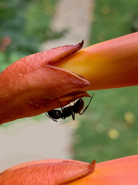 Free Ant Black Ant photo and picture