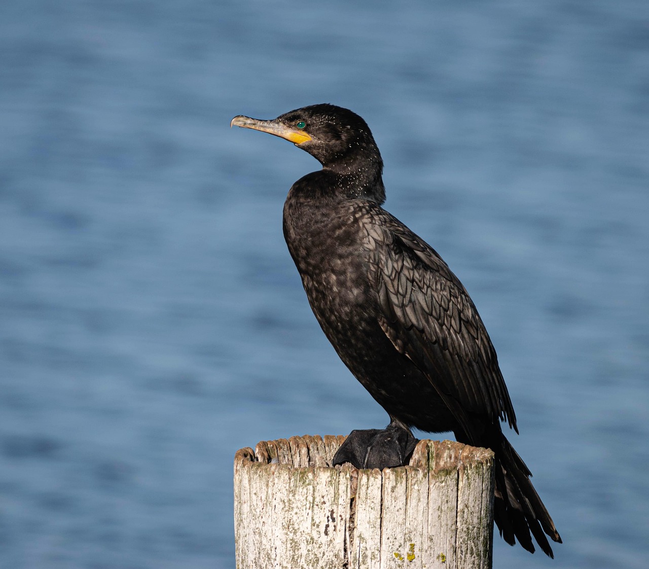 Cormoran Oiseau Animal Photo Gratuite Sur Pixabay Pixabay Cormoran Oiseau Animal Photo Gratuite Sur Pixabay Pixabay