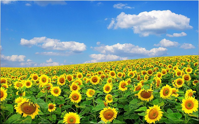 Free Flower Bloom photo and picture
