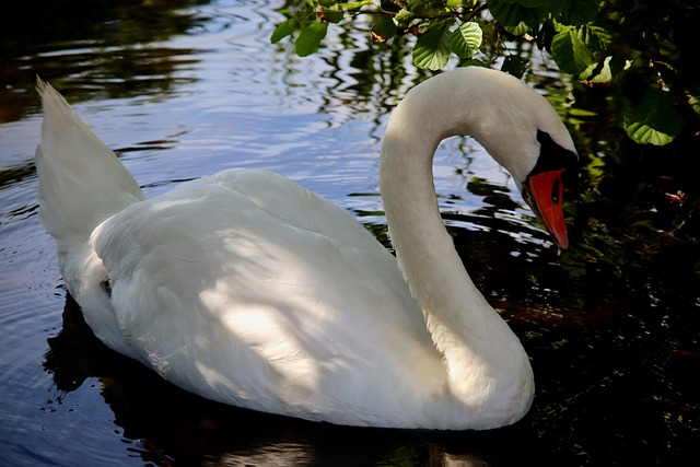 Höckerschwan Schwan Teich Weißer Kostenloses Foto auf Pixabay