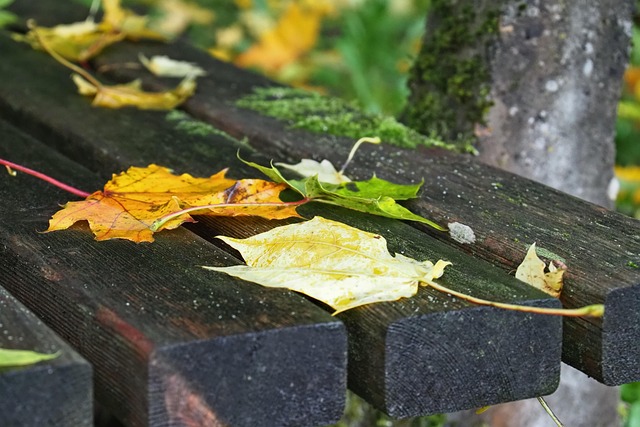 Free Fall Park Bench photo and picture