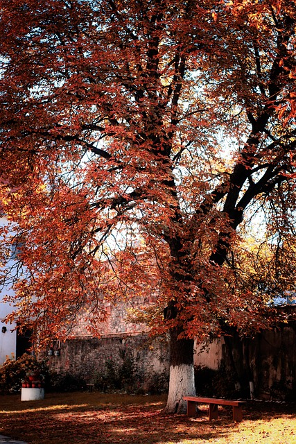 Free Trees Autumn photo and picture
