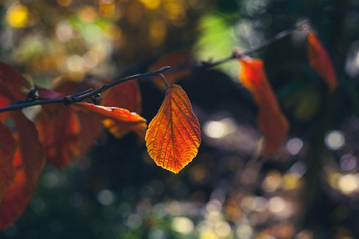 Herbst, Blätter, Farben, Orange, Zweig