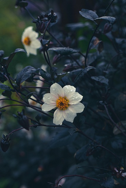 Blume, Pflanze, Natur