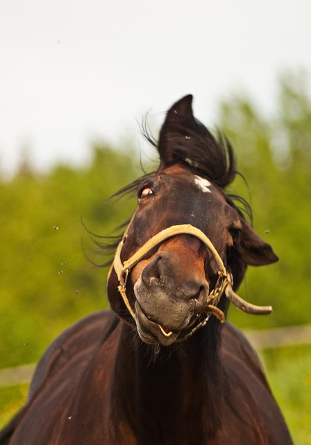 Cavalo, Engraçado, Equino, Animal