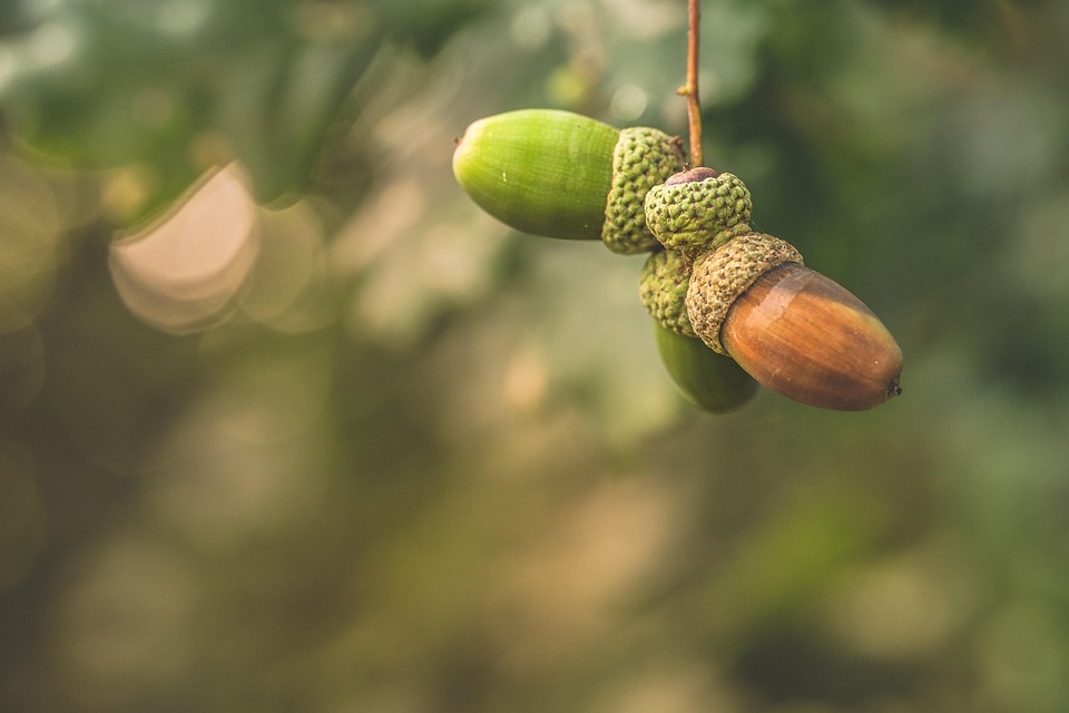 Acorns Autumn Nature Free photo on Pixabay