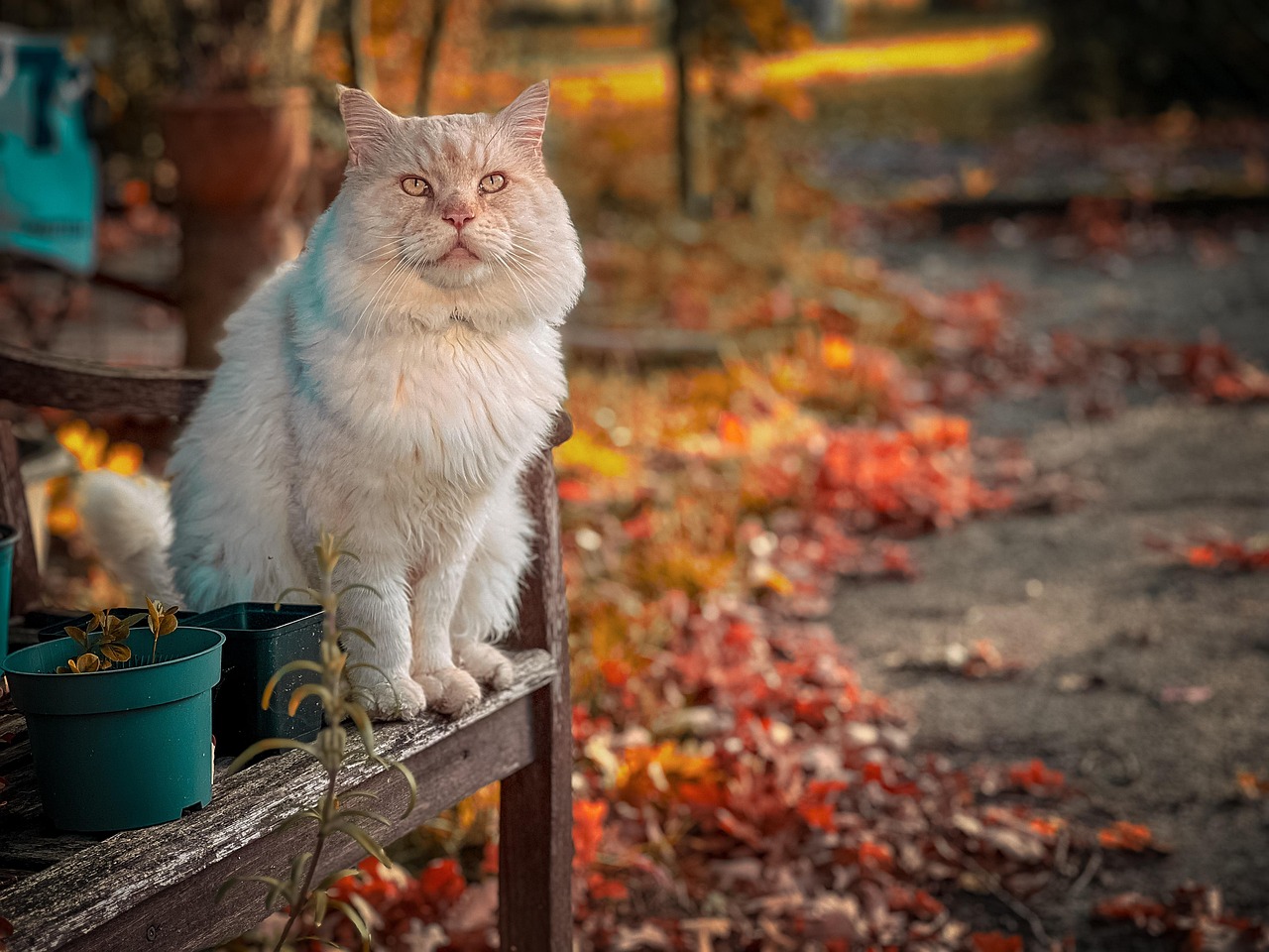 Cat - free online jigsaw puzzle photo