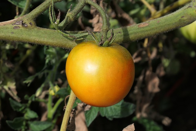 Free Tomato Fruits photo and picture