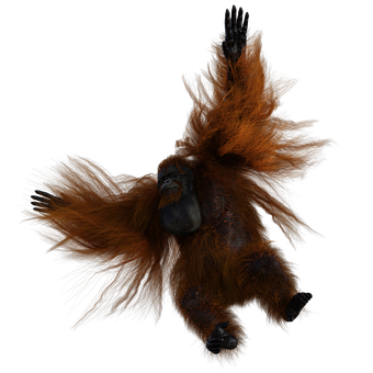Orangutan, Primát, Zvíře, Savec