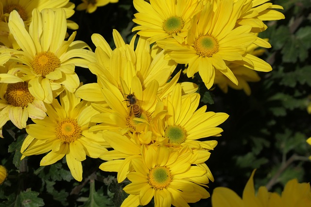 Free Honeybee Yellow photo and picture