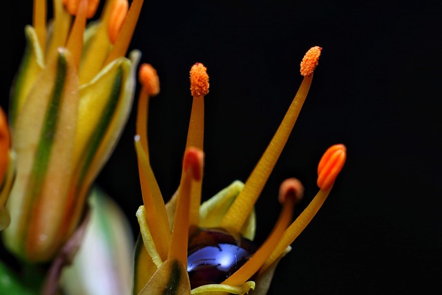 Free Flower Natue photo and picture