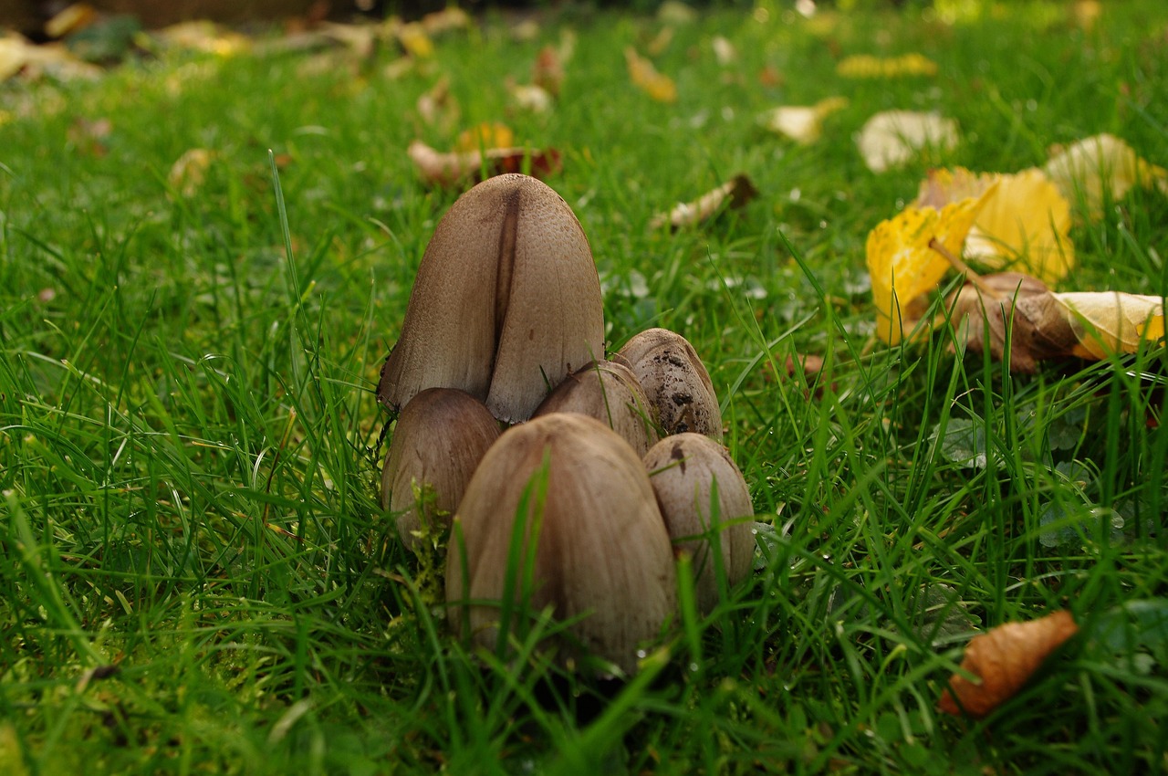 Jardin Champignons Champignon Photo gratuite sur Pixabay Pixabay