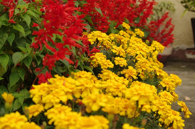 The Tagetes Flowers Autumn - Free photo on Pixabay
